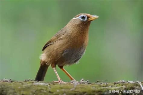 畫眉鳥可以養嗎|詳細的畫眉鳥飼養與訓練